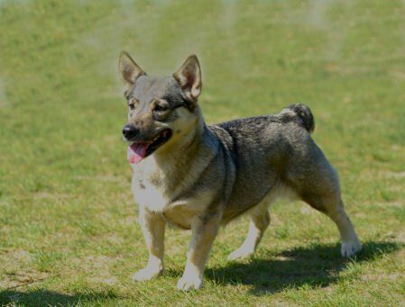 Curragh's Dazzling Star Procyon 6 jaar Västgötaspets, Zweedse herder, Swedish Vallhund