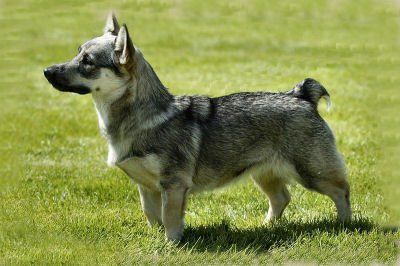 Curragh's Dazzling Star Procyon 10 maanden Västgötaspets, Zweedse herder, Swedish Vallhund