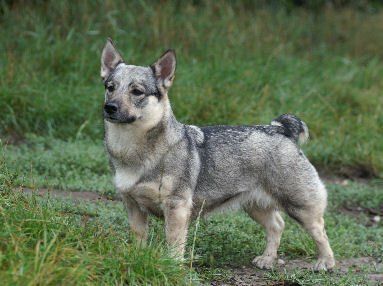 Curragh's Dazzling Star Procyon 5 jaar Västgötaspets, Zweedse herder, Swedish Vallhund