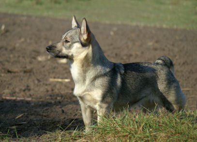 Curragh's Dazzling Star Procyon 3 jaar Västgötaspets, Zweedse herder, Swedish Vallhund