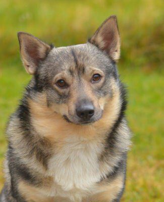 Västgötaspets, Zweedse herder, Swedish Vallhund