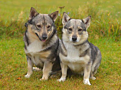 Västgötaspets, Zweedse herder, Swedish Vallhund