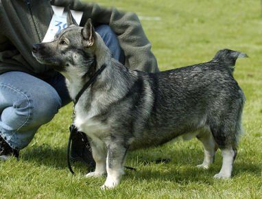 Balder Västgötaspets, Zweedse herder, Swedish Vallhund