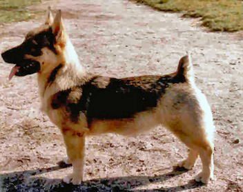 Curragh's Eclipse 6 maanden Västgötaspets, Zweedse herder. Swedish Vallhund