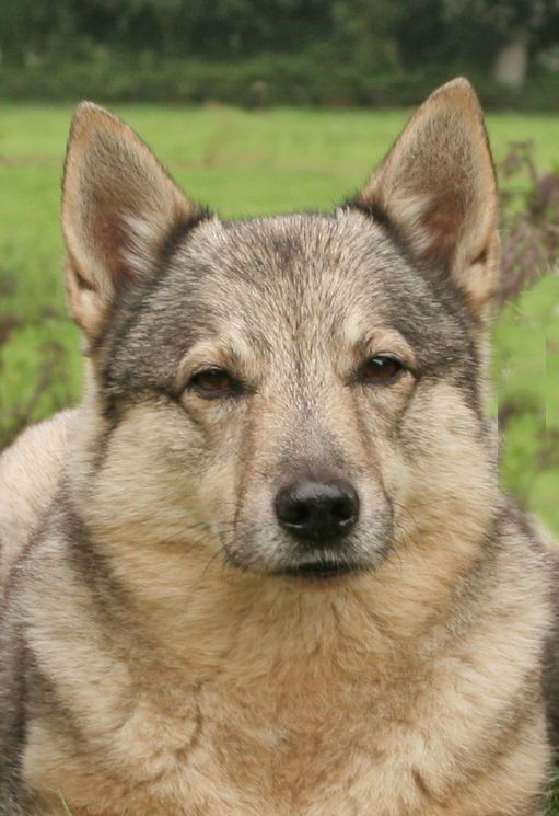 Curragh's Magic Moonbeam Västgötaspets, Swedish Vallhund, Zweedse herder, Curragh's kennel