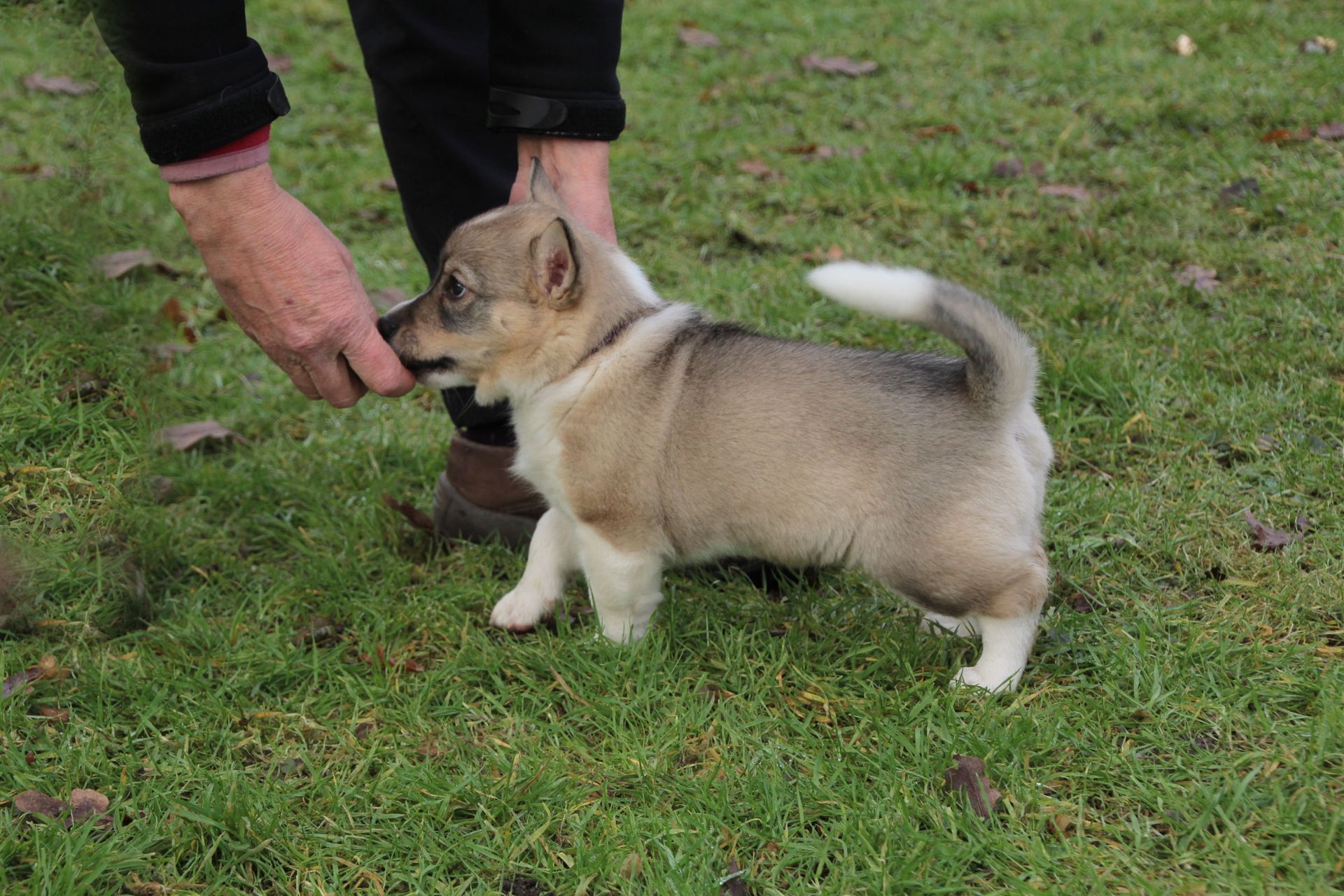 Västgötaspets, Zweedse herder, Swedish Vallhund