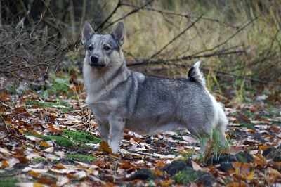 Curragh's Eclpise Västgötaspets, Zweedse herder, Swedish Vallhund