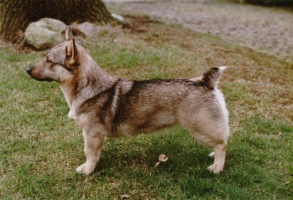 Curragh's Eclipse 2 jaar Västgötaspets, Zweedse herder. Swedish Vallhund