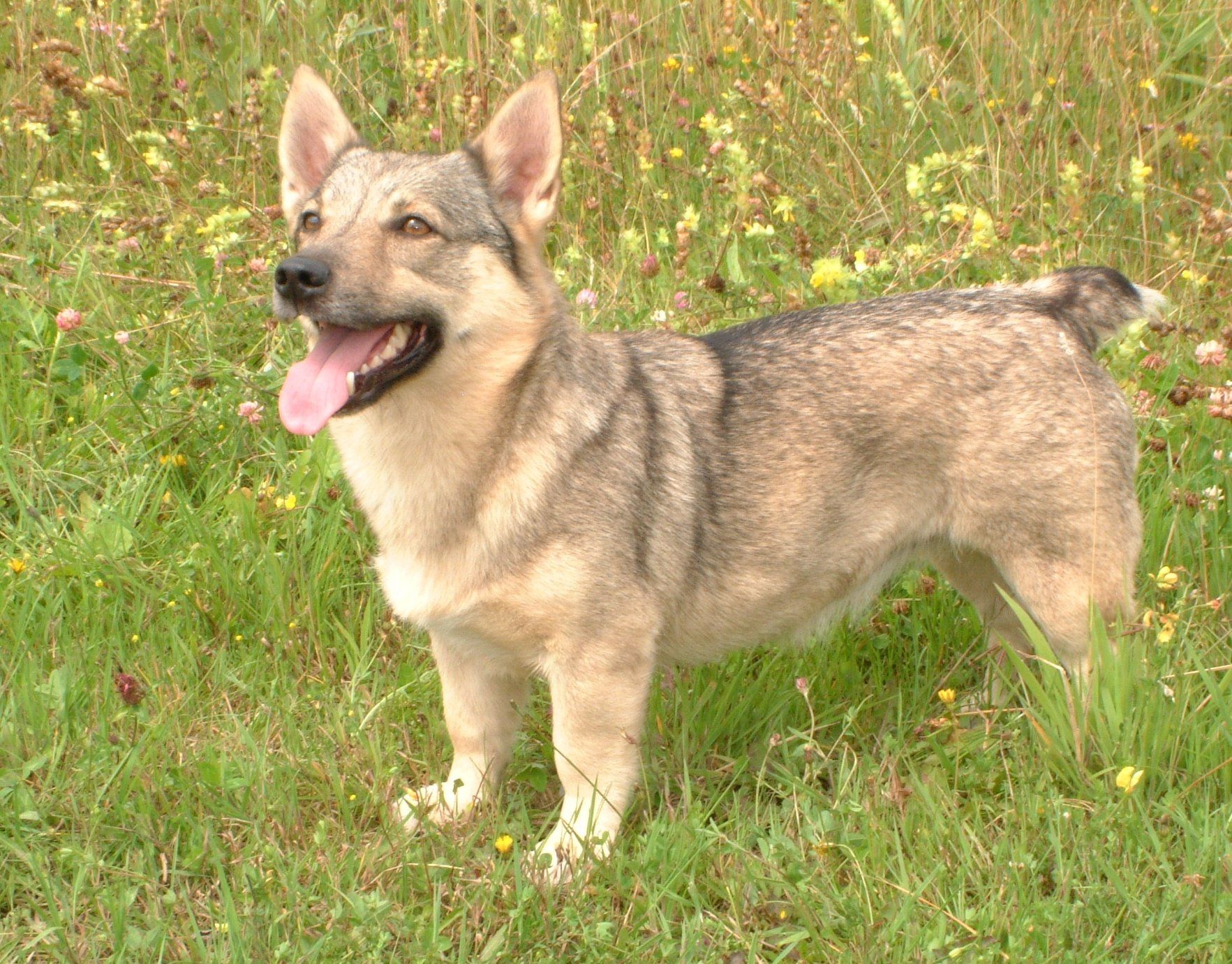 Curragh's Eclipse 6 jaar Västgötaspets, Zweedse herder. Swedish Vallhund