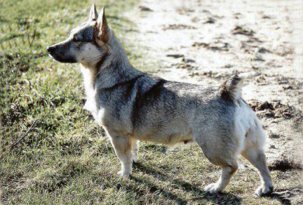 Curragh's Eclipse Västgötaspets, Zweedse herder, Swedish Vallhund