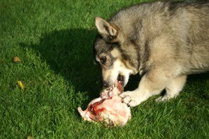 Västgötaspets, Zweedse herder, Swedish Vallhund