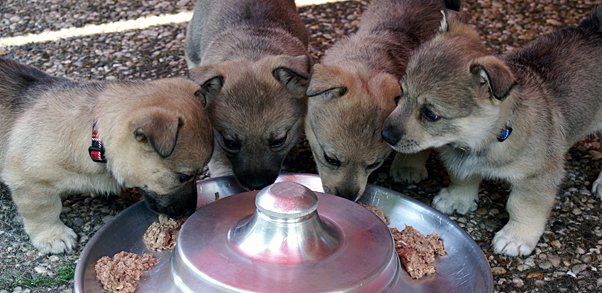 Västgötaspets, Zweedse herder, Swedish Vallhund
