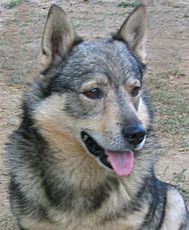 Curragh's El Sham Västgötaspets, Zweedse herder, Swedish Vallhund