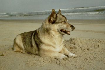 Västgötaspets, Zweedse herder, Swedish Vallhund