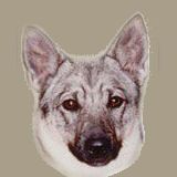 Västgötaspets, Zweedse herder, Swedish Vallhund