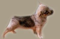 Curragh's Celtae Artio Västgötaspets, Zweedse herder, Swedish Vallhund