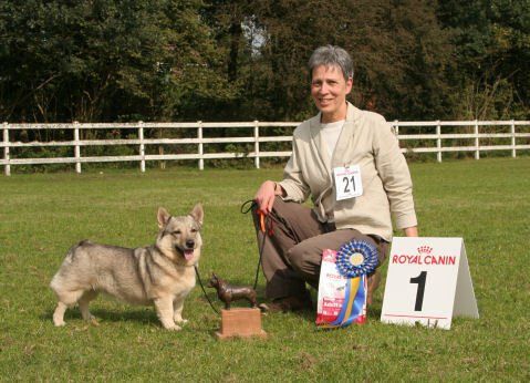 Curragh Västgötaspets, Zweedse herder. Swedish Vallhund