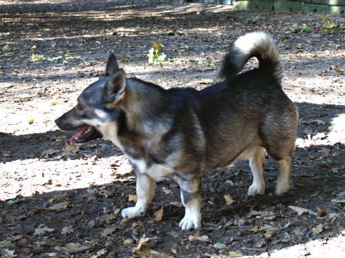 Curragh's Dark Star Mirzam Västgötaspets, Zweedse herder, Swedish Vallhund