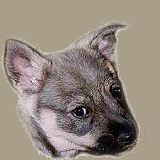 Curragh's Dark Star Mirzam Västgötaspets, Zweedse herder, Swedish Vallhund