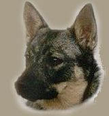 Curragh's Matchem Västgötaspets, Zweedse herder, Swedish Vallhund