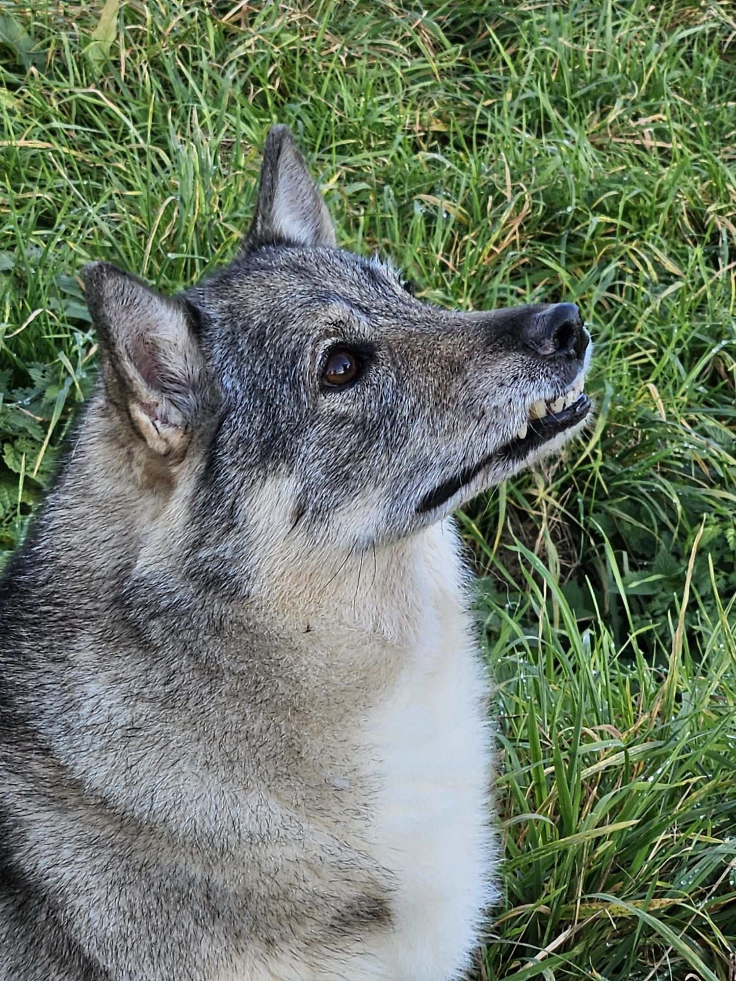 Curragh's Gimli Västgötaspets, Zweedse herder, Swedish Vallhund