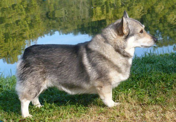 Västgötaspets, Zweedse herder, Swedish Vallhund