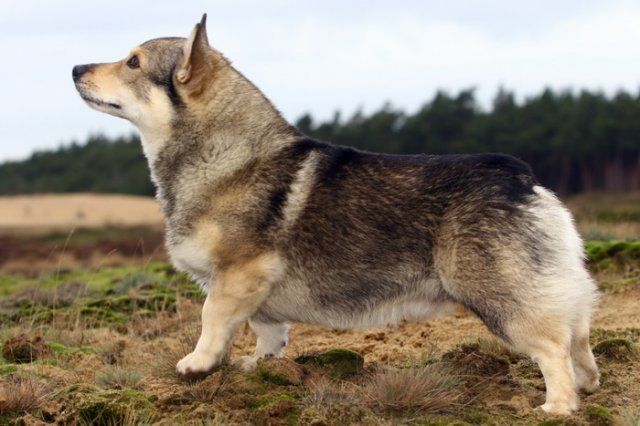 Västgötaspets, Zweedse herder, Swedish Vallhund