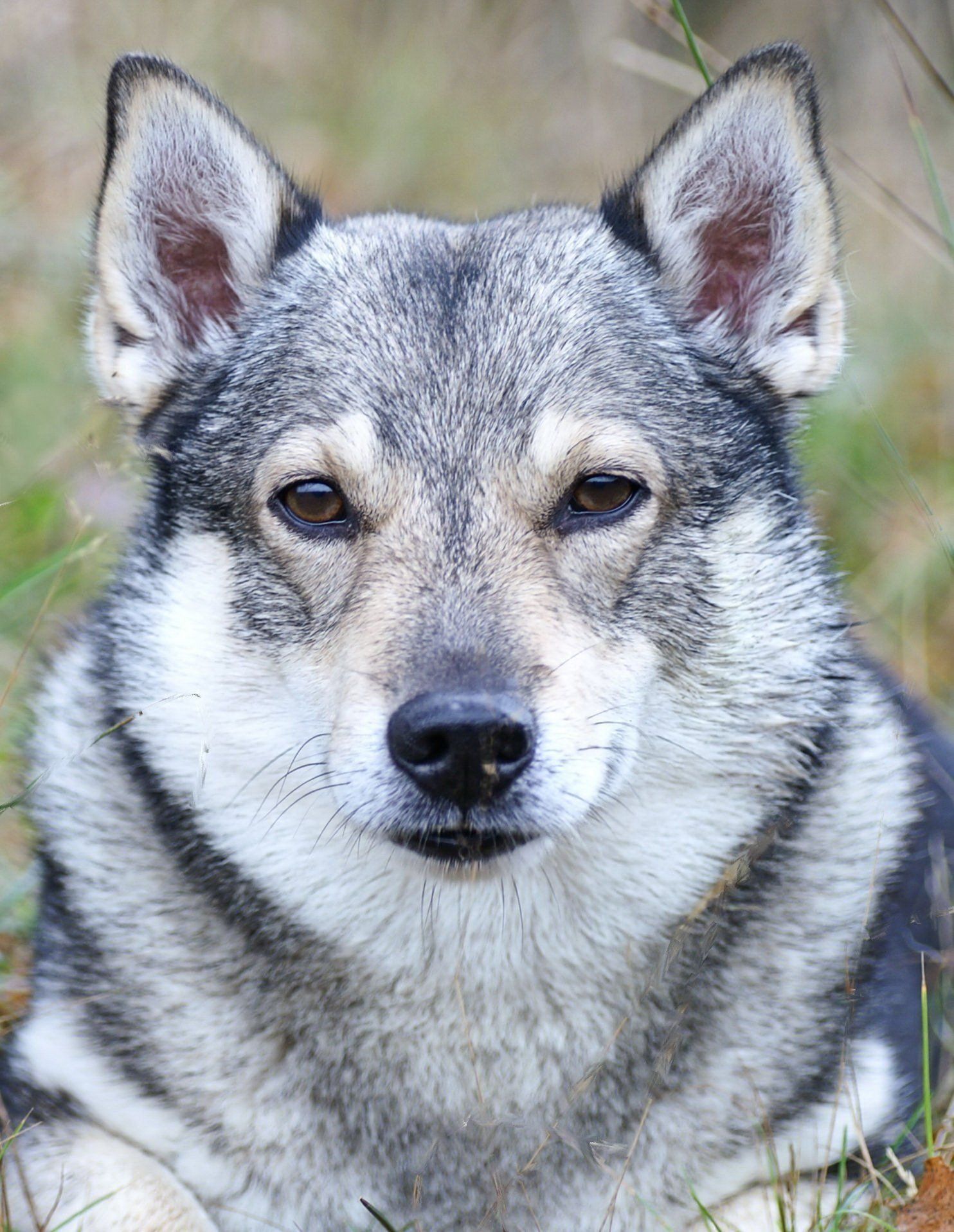 Västgötaspets, Zweedse herder, Swedish Vallhund