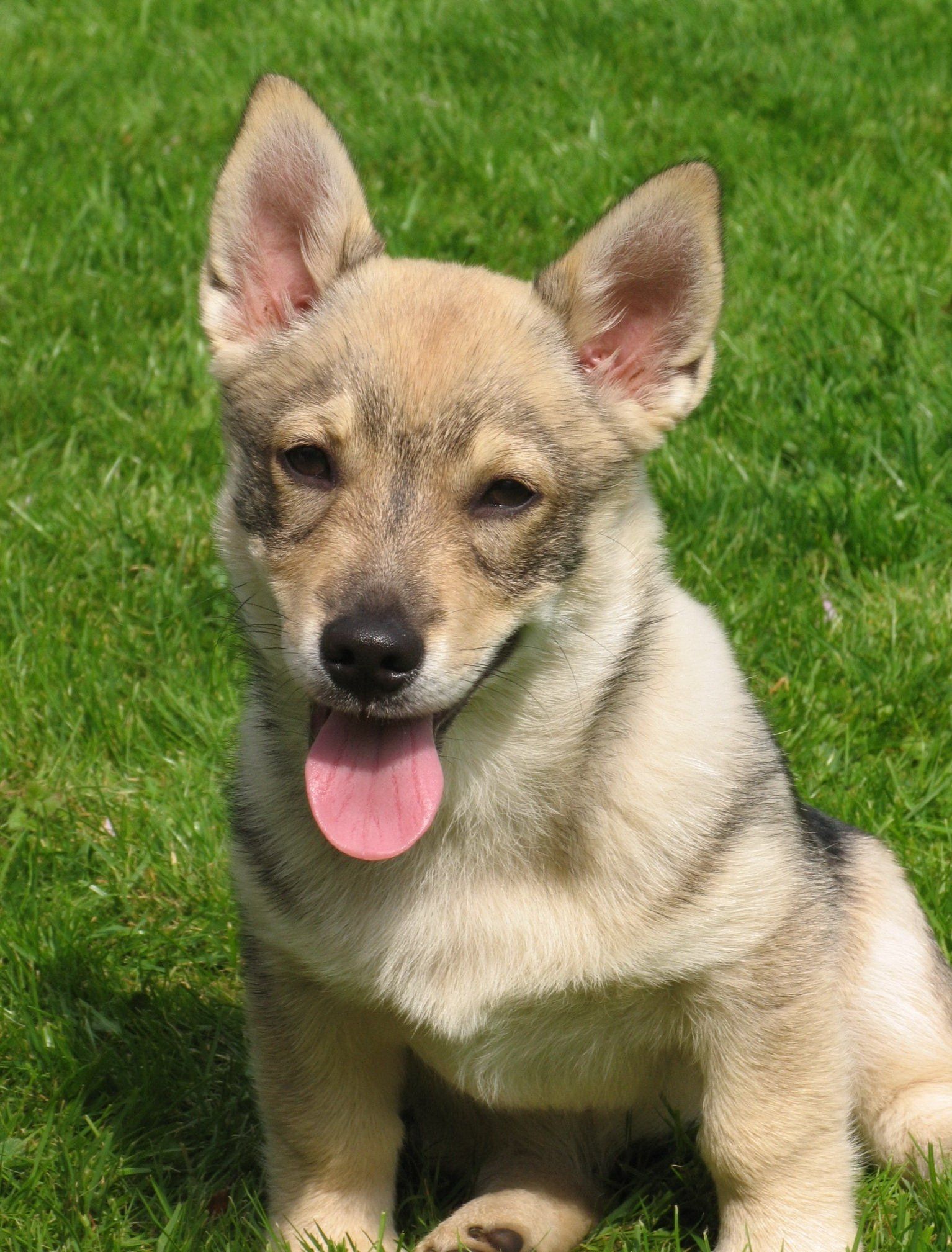 Västgötaspets, Zweedse herder, Swedish Vallhund