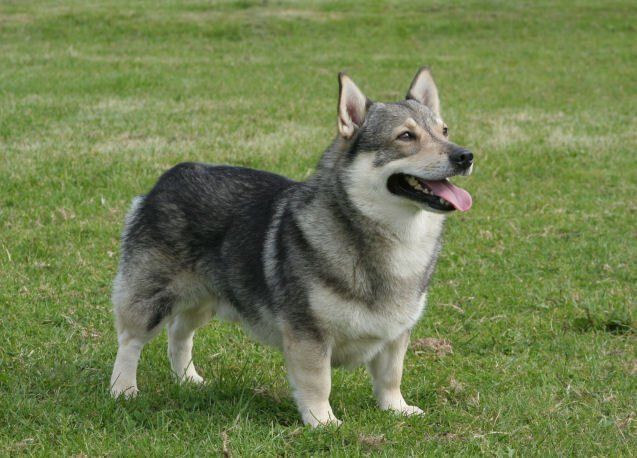 Västgötaspets, Zweedse herder, Swedish Vallhund