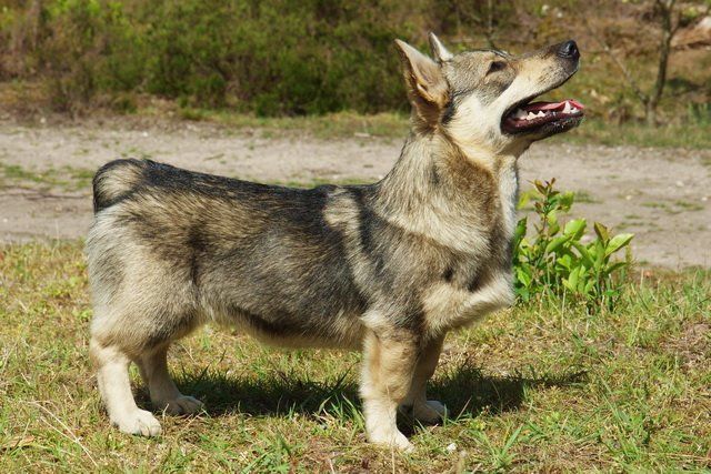 Curragh's Food Vibrations Västgötaspets, Zweedse herder, Swedish Vallhund