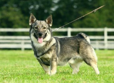 Västgötaspets, Zweedse herder, Swedish Vallhund