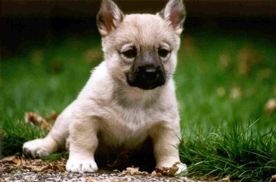 Curragh'sDashing Star Adhara Västgötaspets, Zweedse herder, Swedish Vallhund