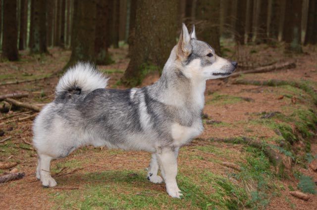 Västgötaspets, Zweedse herder, Swedish Vallhund
