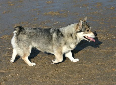 Västgötaspets, Zweedse herder, Swedish Vallhund