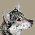 Västgötaspets, Zweedse herder, Swedish Vallhund