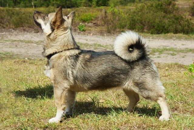 Curragh's Funaround Sue Västgötaspets, Zweedse herder, Swedish Vallhund