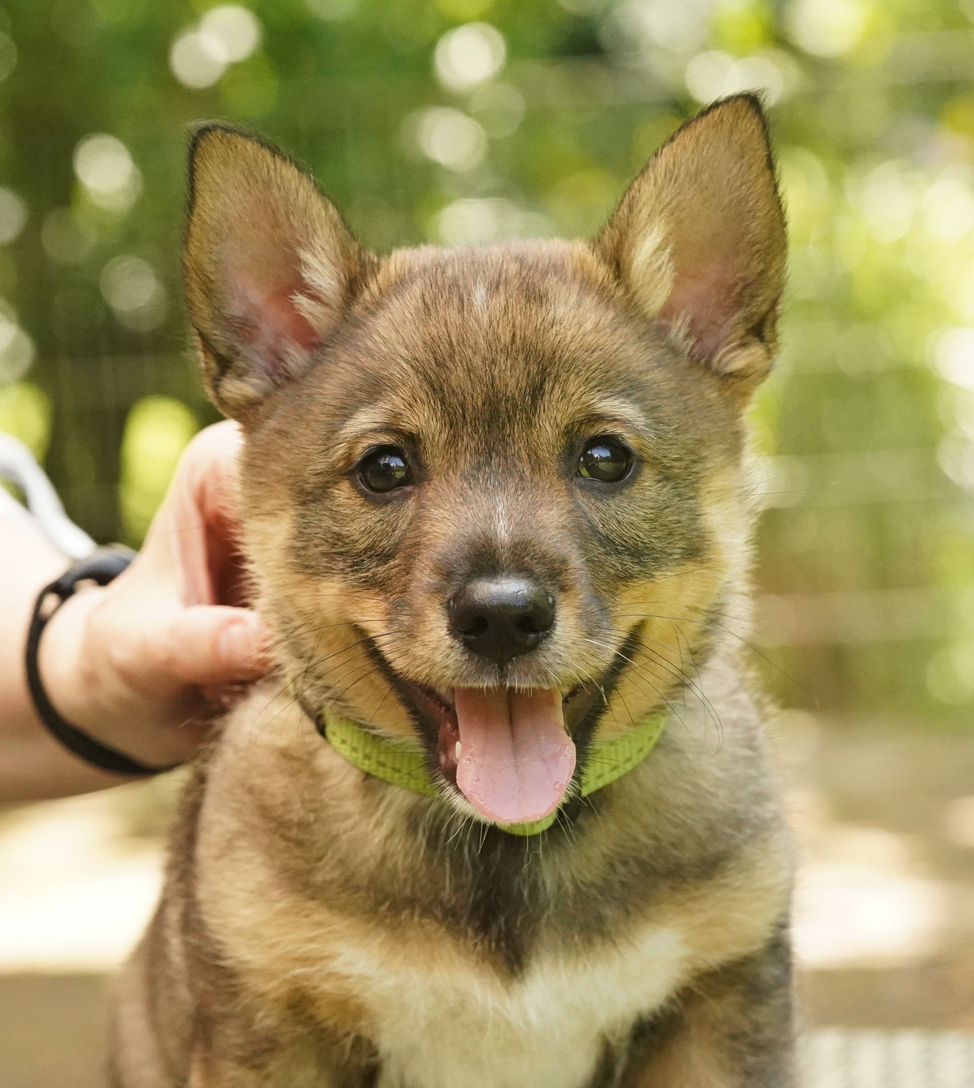 Västgötaspets, Swedish Vallhund, Curragh's kennel