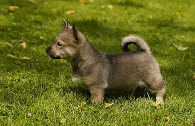 Västgötaspets, Zweedse herder, Swedish Vallhund