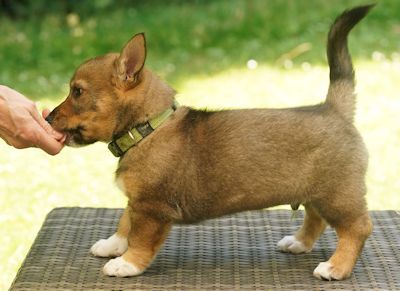 Västgötaspets, Swedish Vallhund, Curragh's kennel