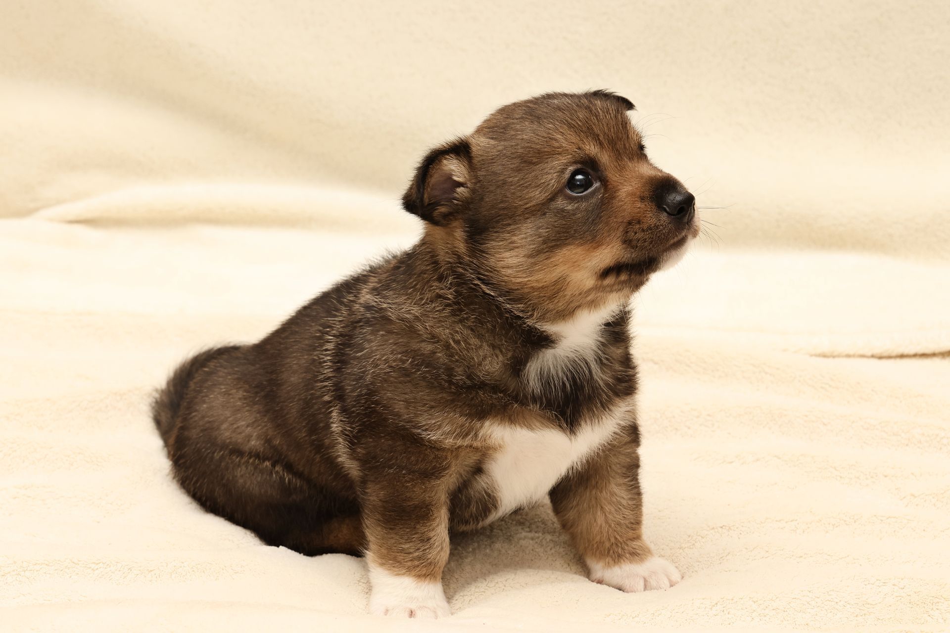 Västgötaspets, Zweedse herder, Swedish Vallhund
