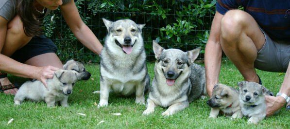 Västgötaspets, Zweedse herder, Swedish Vallhund
