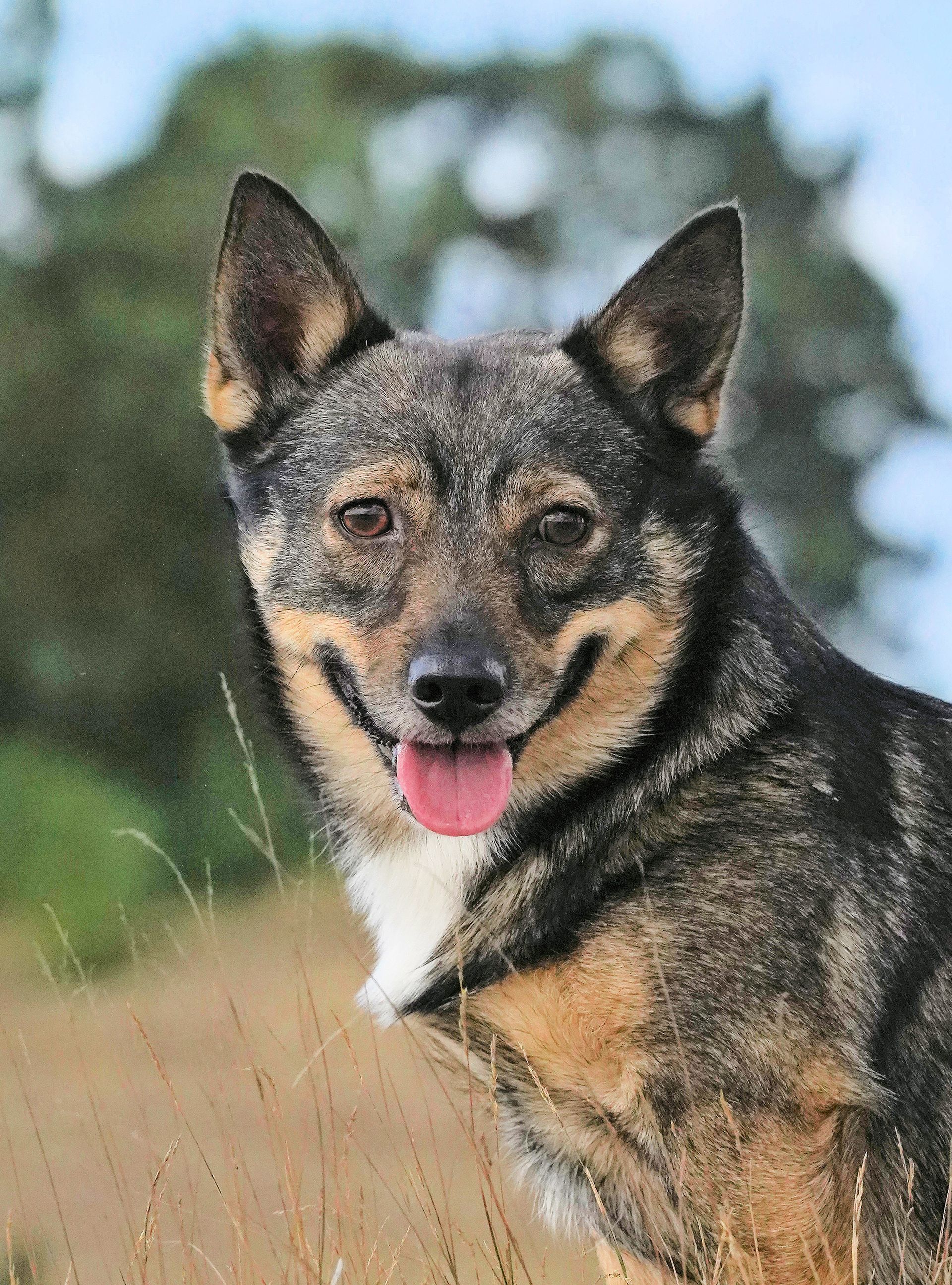 Västgötaspets,  Swedish Vallhund, Zweedse herder, Curragh's kennel