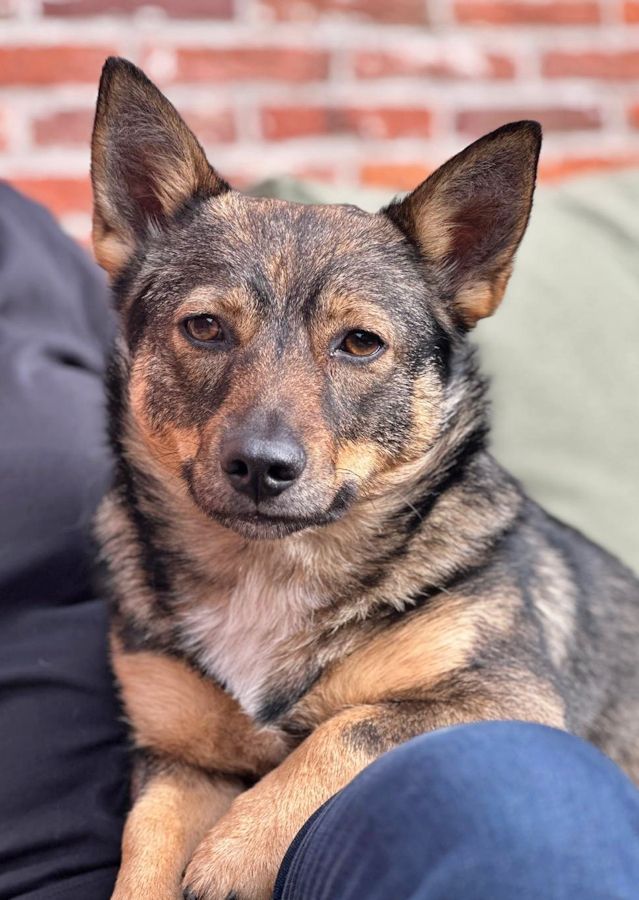 Västgötaspets, Swedish Vallhund, Zweedse herder, Curragh's kennel