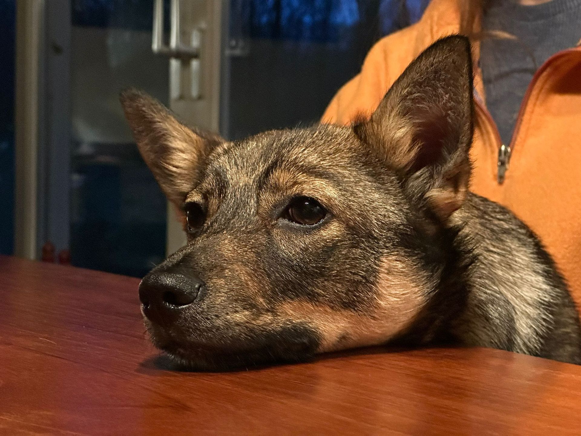 Västgötaspets, Zweedse herder, Swedish Vallhund