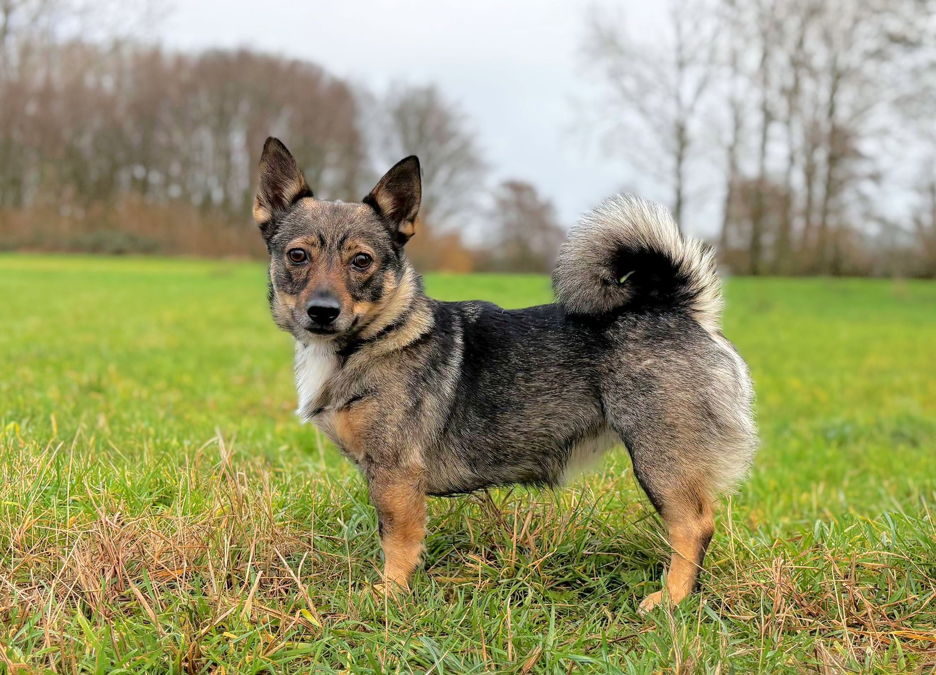 Västgötaspets, Swedish Vallhund, Zweedse herder, Curragh's kennel