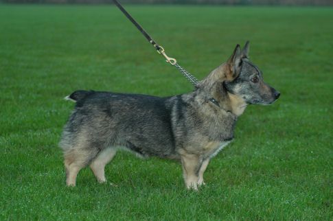 Curragh's Aïscha Jänta Västgötaspets, Zweedse herder, Swedish Vallhund