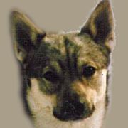 Västgötaspets, Zweedse herder, Swedish Vallhund