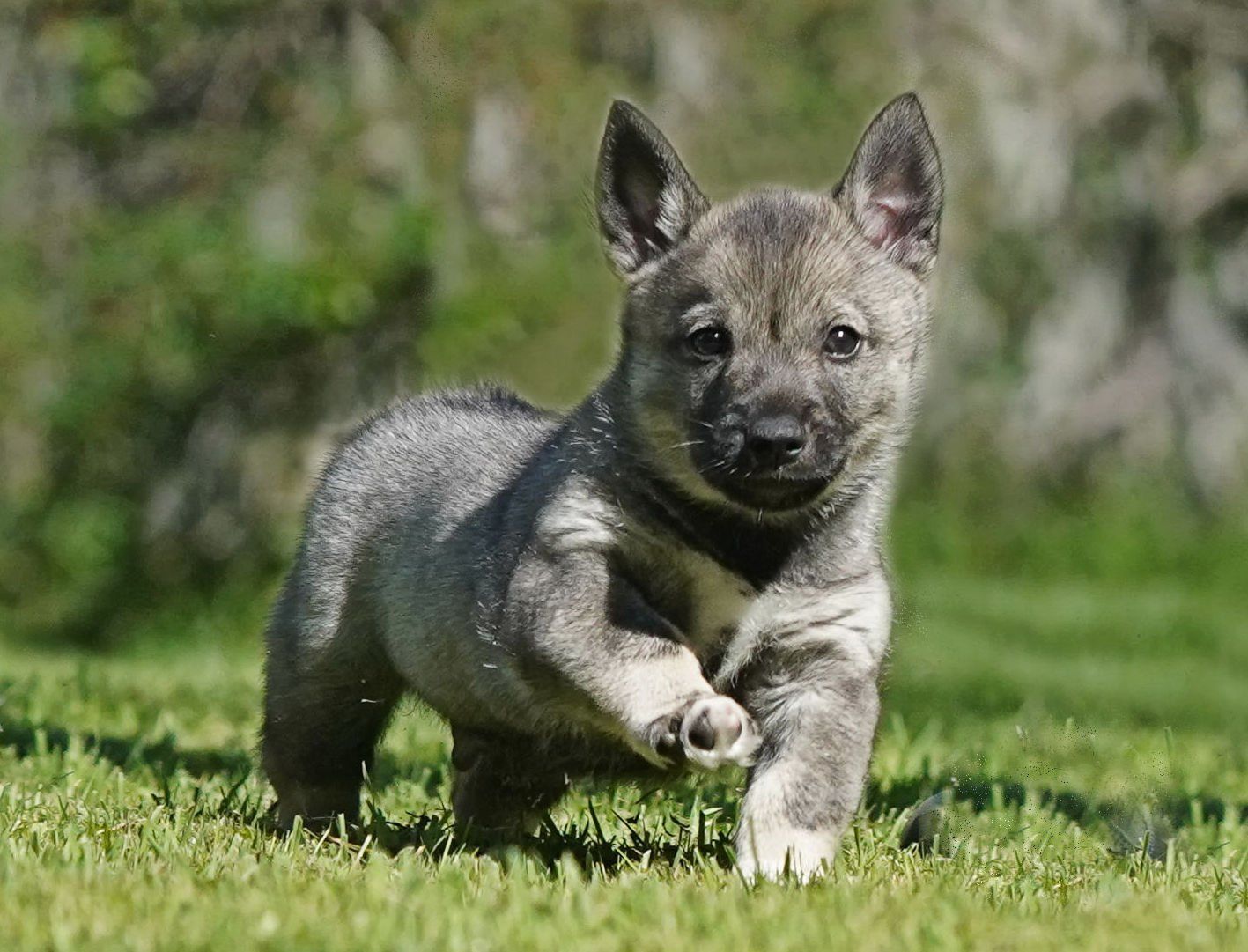 Västgötaspets, Zweedse herder, Swedish Vallhund