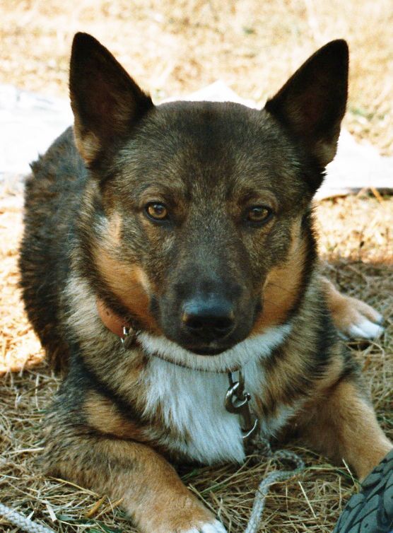 Curragh's Celtae Esus Västgötaspets, Zweedse herder, Swedish Vallhund